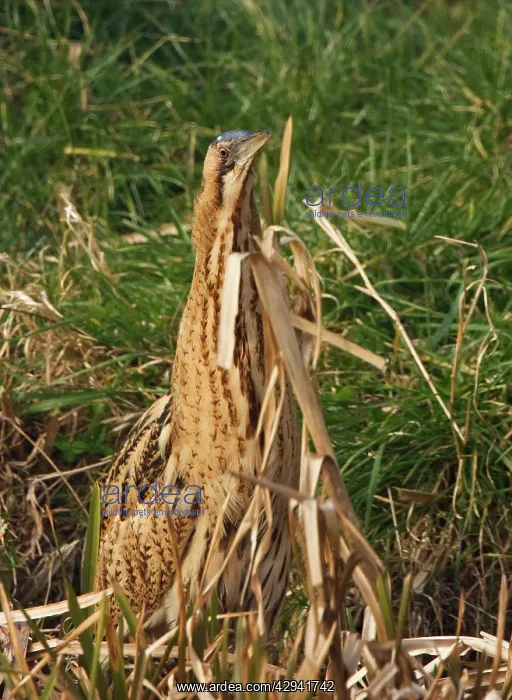 : Bittern - Camouflaged behind reeds : Bittern - Camouflaged behind reeds