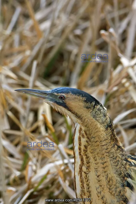 : Bittern - Close up head : Bittern - Close up head