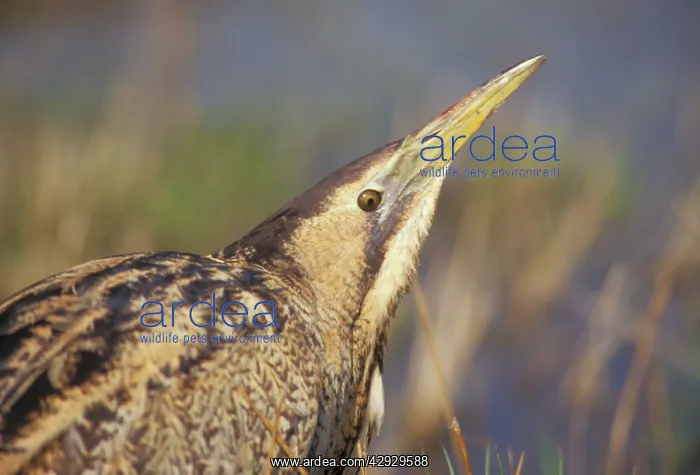 : BITTERN - close-up of head : BITTERN - close-up of head