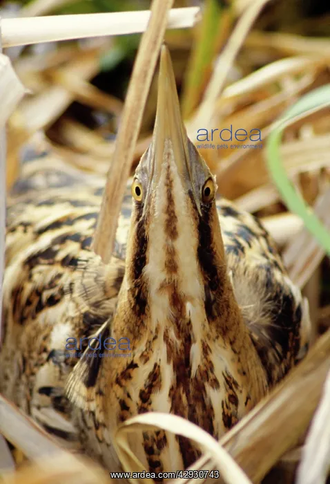 : BITTERN - close-up, 'Sky pointingI in reeds : BITTERN - close-up, 'Sky pointingI in reeds