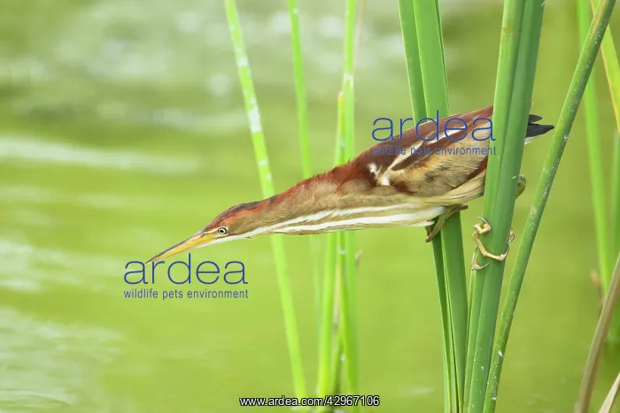 : Least Bittern - extending neck to catch fish : Least Bittern - extending neck to catch fish