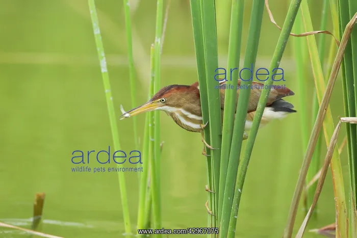 : Least Bittern - with fish : Least Bittern - with fish