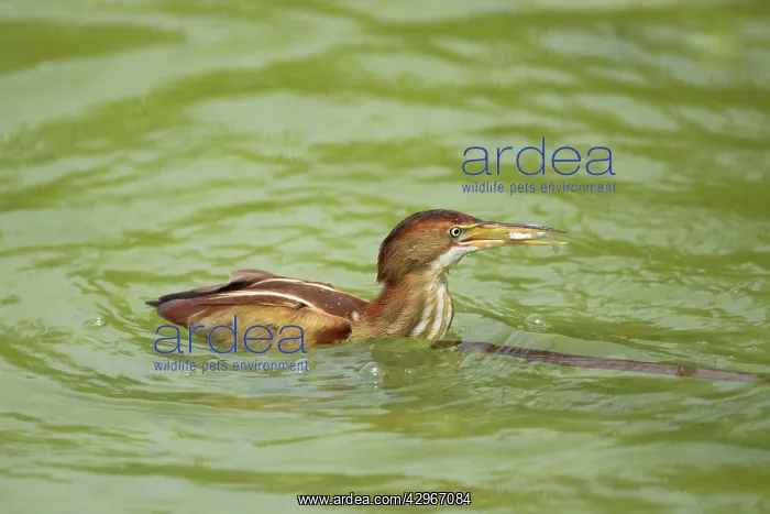 : Least Bittern - with fish : Least Bittern - with fish