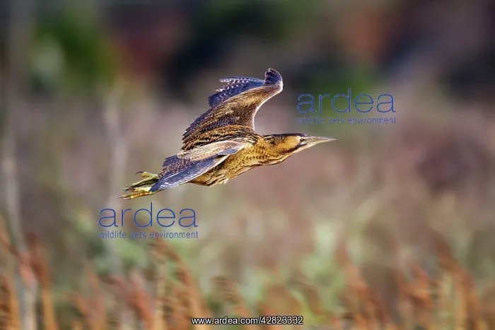 : Bittern - in flight : Bittern - in flight