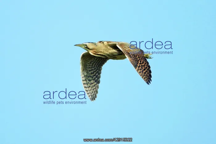 : Bittern - in flight : Bittern - in flight