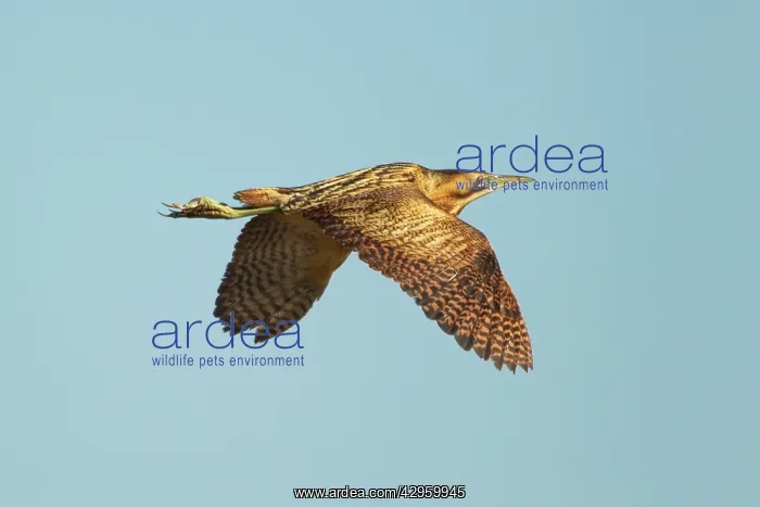 : Bittern - in flight : Bittern - in flight