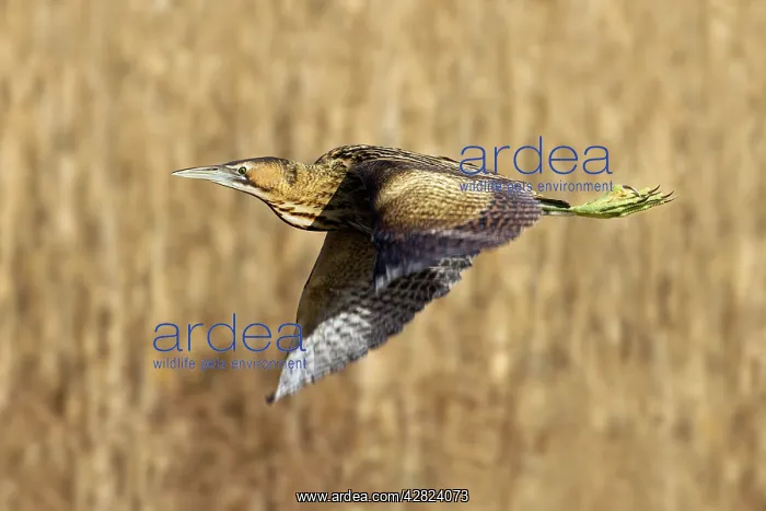 : Bittern - in flight over reed bed : Bittern - in flight over reed bed