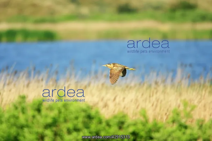 : Bittern - flying over breeding territory : Bittern - flying over breeding territory
