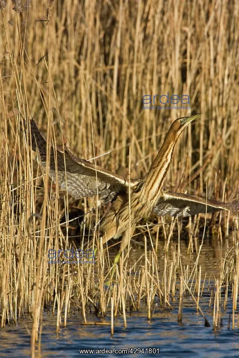 : Bittern - Flying off from reed edge : Bittern - Flying off from reed edge