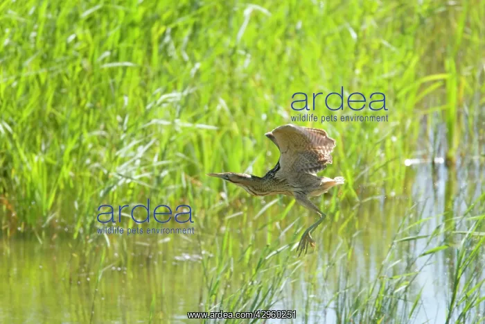 : Bittern - flying over reed bed : Bittern - flying over reed bed