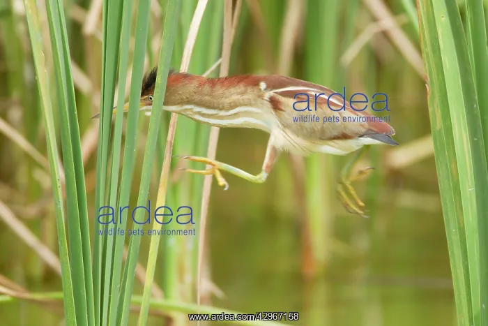 : Least Bittern - jumping through bulrushes : Least Bittern - jumping through bulrushes
