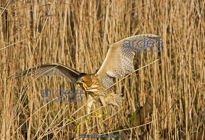 : Bittern - Landing in reed bed - showing large feet : Bittern - Landing in reed bed - showing large feet