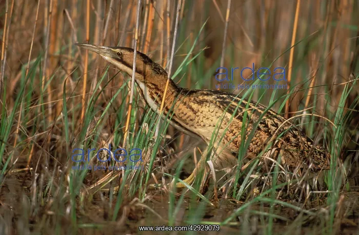 : BITTERN - within long grass : BITTERN - within long grass