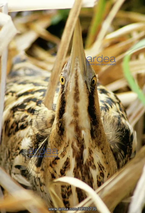 : BITTERN - at nest, in reeds : BITTERN - at nest, in reeds