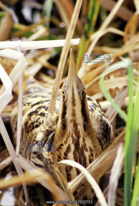 : BITTERN - at nest, sky pointing : BITTERN - at nest, sky pointing