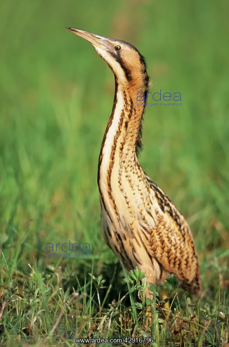 : BITTERN - outside reed beds, searching for prey : BITTERN - outside reed beds, searching for prey