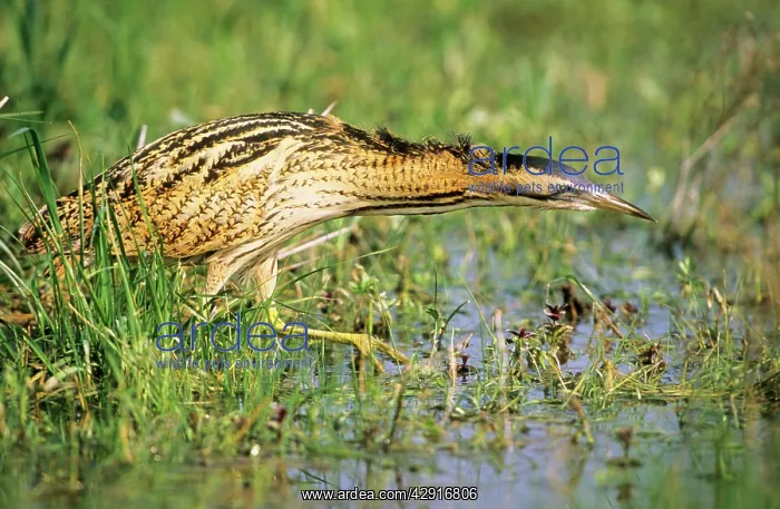 : BITTERN - outside reed beds, searching for prey : BITTERN - outside reed beds, searching for prey