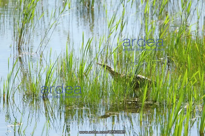 : Bittern - in reed bed : Bittern - in reed bed