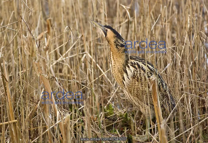 : Bittern - In reedbed neck raised : Bittern - In reedbed neck raised