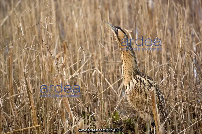 : Bittern - In reedbed neck raised : Bittern - In reedbed neck raised