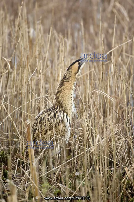 : Bittern - In reedbed neck raised : Bittern - In reedbed neck raised