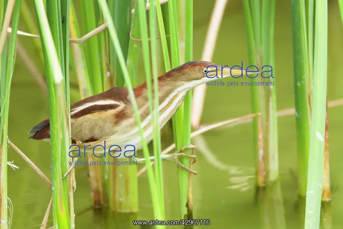 : Least Bittern - in reeds : Least Bittern - in reeds