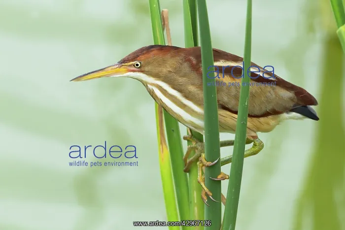 : Least Bittern - in reeds : Least Bittern - in reeds