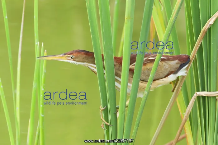 : Least Bittern - in reeds : Least Bittern - in reeds