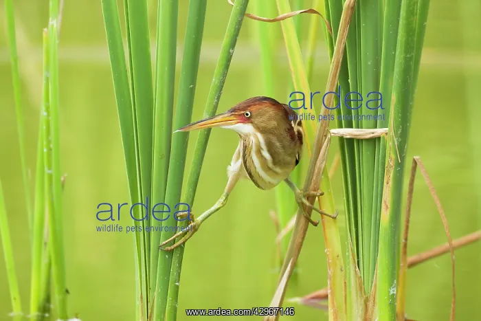 : Least Bittern - in reeds : Least Bittern - in reeds