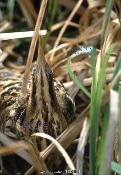 : BITTERN - IN REEDS : BITTERN - IN REEDS