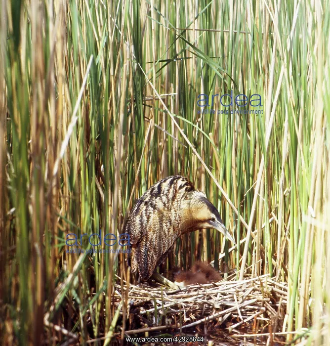 : Bittern - in reeds at nest with chicks : Bittern - in reeds at nest with chicks