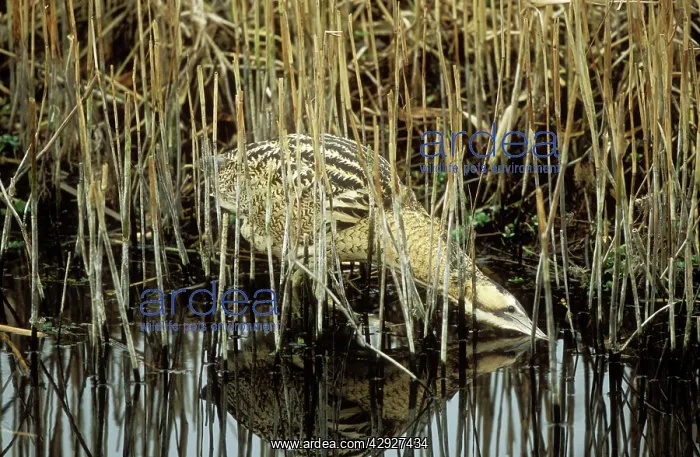 : BITTERN - in reeds, in the water : BITTERN - in reeds, in the water