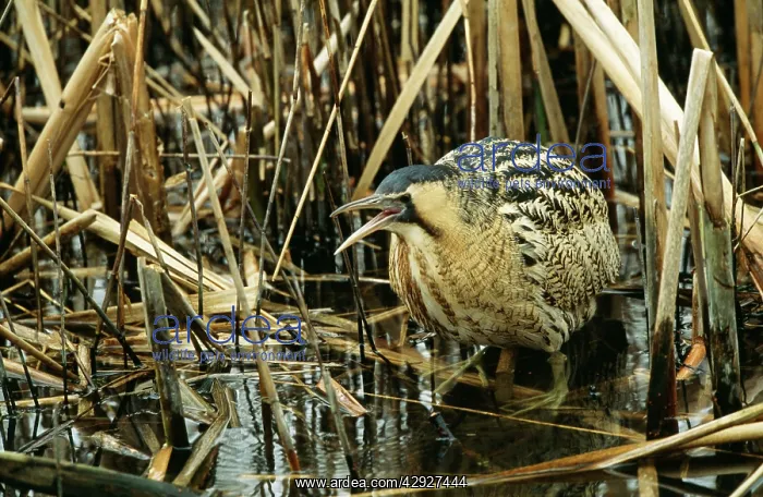  : BITTERN - in reeds, in the water, calling