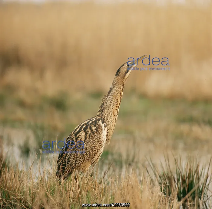 : BITTERN - sky pointing : BITTERN - sky pointing
