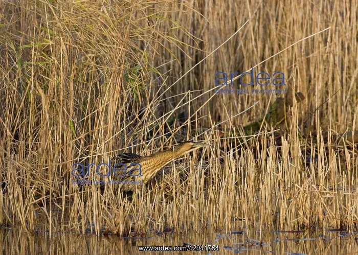 : Bittern - Stalking in reeds : Bittern - Stalking in reeds