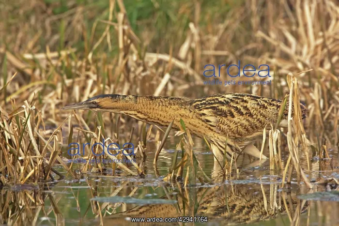  : Bittern -Stalking along water edge in reeds