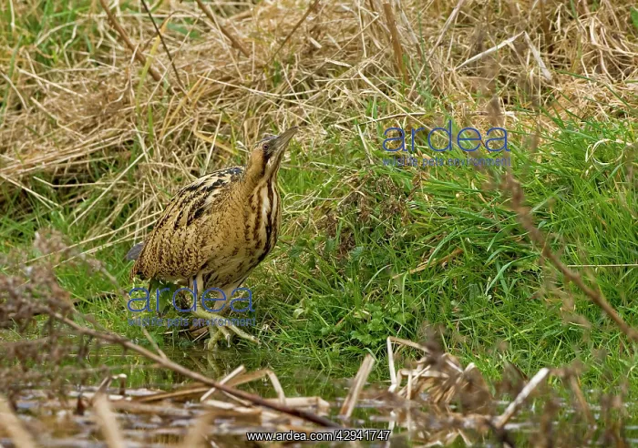 : Bittern - Stalking along water edge showing large feet : Bittern - Stalking along water edge showing large feet