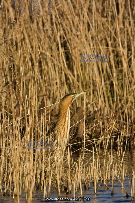 : Bittern - Standing with neck up on reed edge : Bittern - Standing with neck up on reed edge