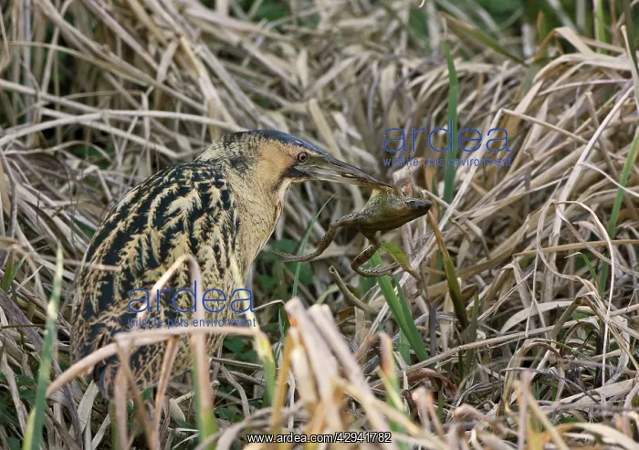  : Bittern - Standing in reedmace and sedge with frog