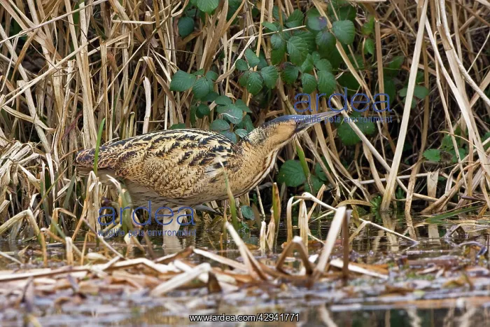 : Bittern - Walking along water edge with reeds and : Bittern - Walking along water edge with reeds and