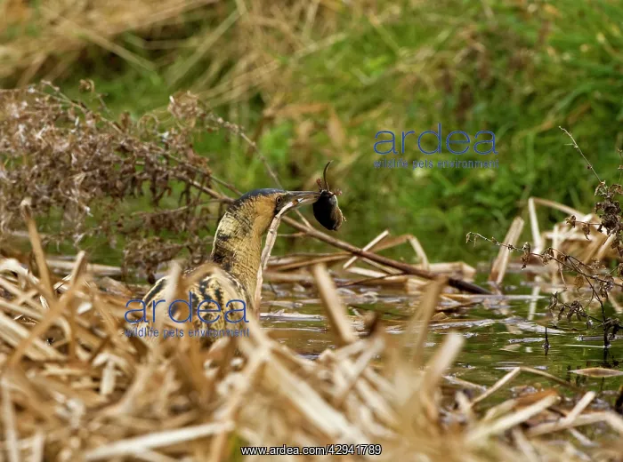 : Bittern - Walking in water with prey - Water Shrew : Bittern - Walking in water with prey - Water Shrew