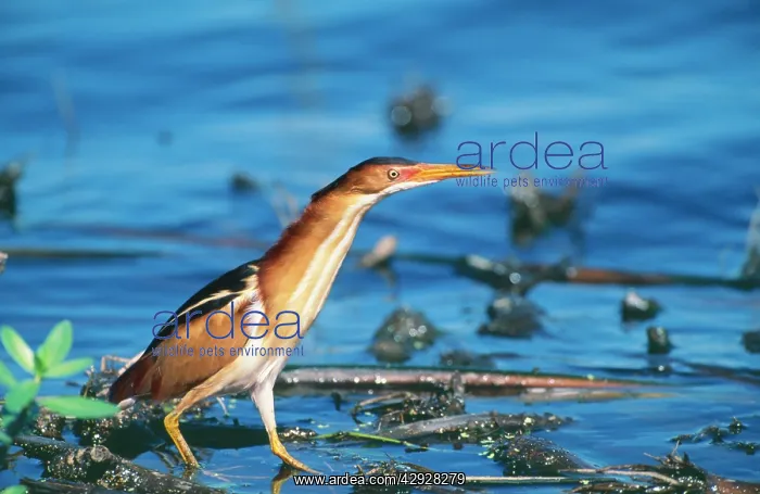 : Least BITTERN - in water : Least BITTERN - in water