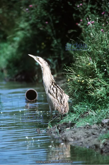 : BITTERN - at waters edge : BITTERN - at waters edge