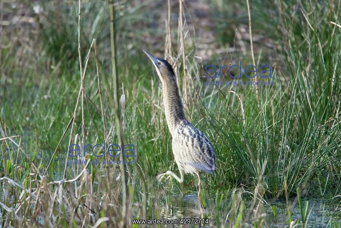 : Bittern - winter : Bittern - winter