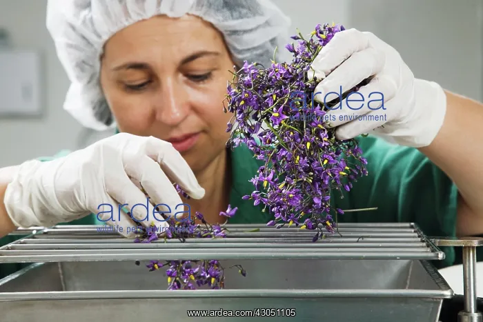 : Bittersweet : Bittersweet