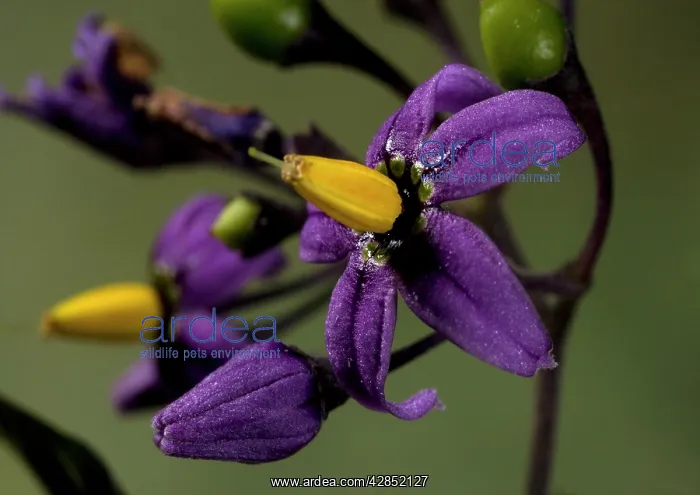  : Bittersweet Nightshade