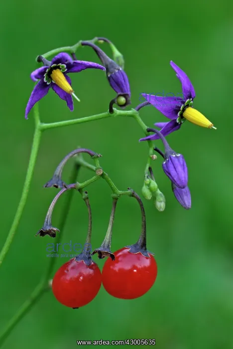 : Bittersweet Nightshade Blue Bindweed Fellenwort : Bittersweet Nightshade Blue Bindweed Fellenwort