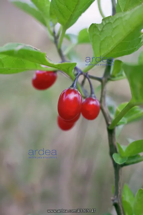 : Bittersweet, Solanum dulcamara, Close view of group : Bittersweet, Solanum dulcamara, Close view of group