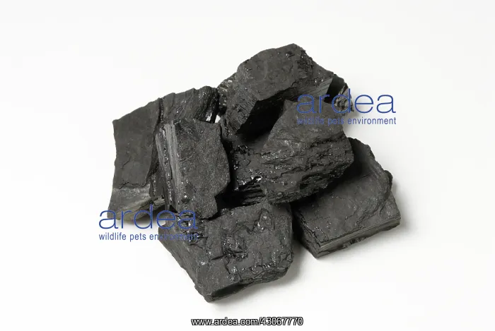 : Bituminous Coal : Bituminous Coal