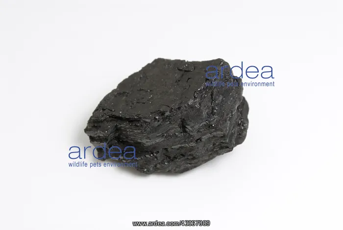 : Bituminous Coal : Bituminous Coal